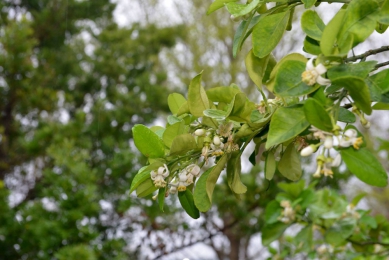 114年西湖柚花藝術節「步步生花 引柚飄香」熱鬧登場！