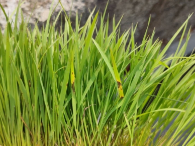 中部零星田區稻苗葉片,出現葉稻熱病。(照片農改場提供)