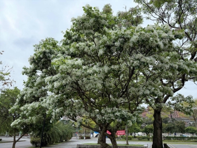 四月雪降臨新店陽光運動公園 流蘇花盛開迎春意！