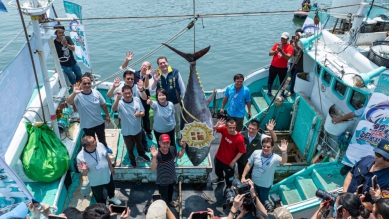 2025屏東第一鮪重達224公斤  總價230萬7200元得標