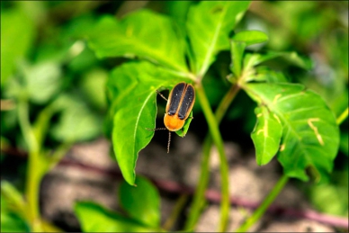 仁武觀音湖改造設螢火蟲復育區
