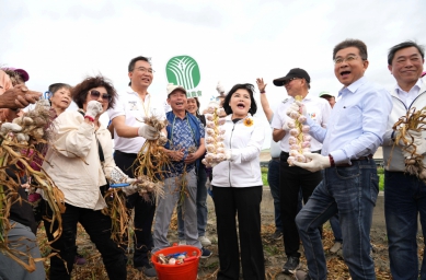 雲林蒜頭產量、品質俱佳 縣政府、縣農會籲請國人多食用國產蒜〜