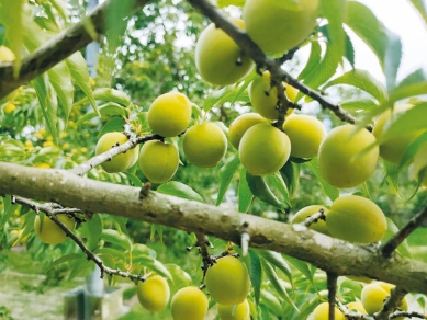 脆梅手作課程｜花蓮櫻田野養生休閒農場，應客人要求4/20日加開最後一場上下午兩班，錯過再等一年！