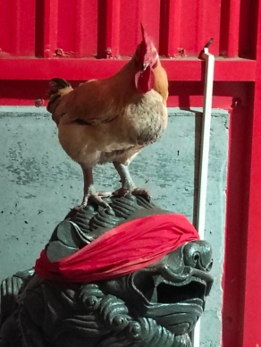 《台灣真奇廟》｜從凡雞進化成靈雞，成功鎮慈母宮有隻開光雞….！