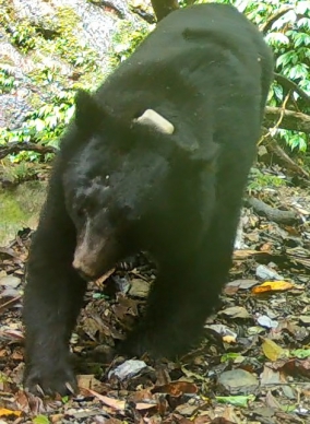 無處可逃｜看門狗自身難保，黑熊入侵卓溪禽場掠食雞隻，連吃3隻被拴住的狗狗，人熊大戰一觸即發！