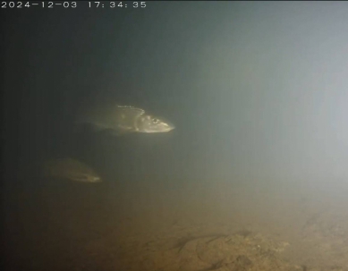 碧潭堰魚道設計兼顧生態多樣性 已有48魚種及3種蝦蟹類上溯！