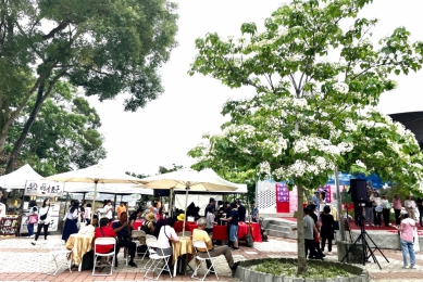 「白桐花與黑咖啡共舞」~雲林「2025古坑桐花祭－春天的桐話」浪漫登場 邀請全國民眾共賞〜