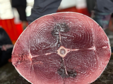 黑鮪魚季節｜重達222公斤，2025成功漁港第一鮪，順利開壺！