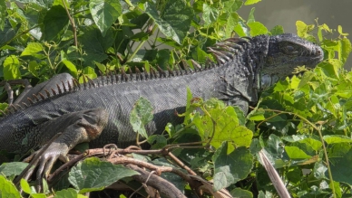 入侵花蓮｜超大綠鬣蜥現蹤住宅區，侏羅紀時代來臨，迅速捕獲！
