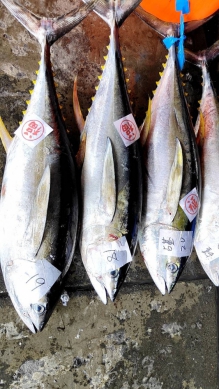 《東台灣美食篇》黃鰭鮪魚正當季｜成功漁港熱銷