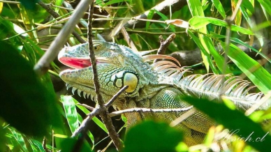 今年移除綠鬣蜥已逾3.5萬隻達去年同期3倍