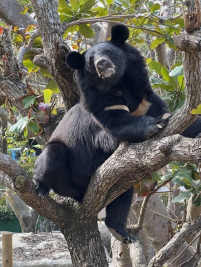 解密黑熊「波比」行蹤 AI智慧環境導覽系統落腳壽山動物園