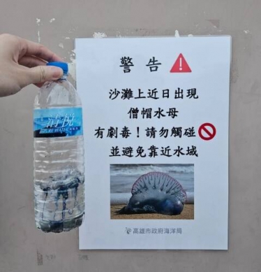世界第三毒僧帽水母出沒高雄西子灣到沙灘遊玩當心