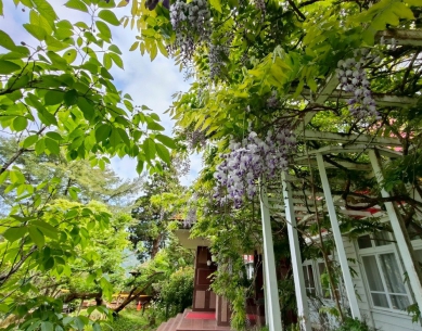 阿里山賓館限定住房優惠呵護媽咪 走進森林與夜遊塔塔加追星光