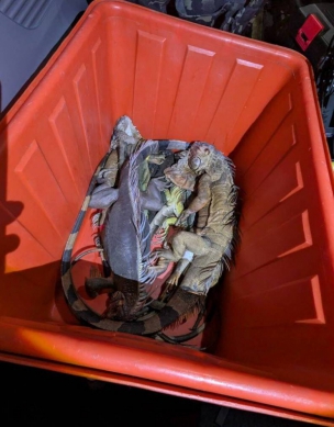 高市澄清湖變侏儸紀公園巨大綠鬣蜥現蹤1夜抓10尾