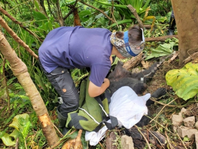 哭泣的黑熊｜受困套索，搶救後傷重不治，受困地點距臺9線公路不到3公里，海拔僅440公尺，創下臺東黑熊救援最低海拔紀錄。