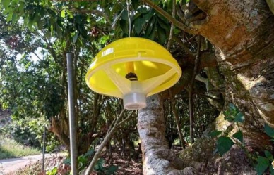 高雄市6900個誘殺器防範東方果實蠅