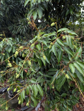 荔枝細蛾危害,中區農改場呼籲施藥。(照片農改場提供)