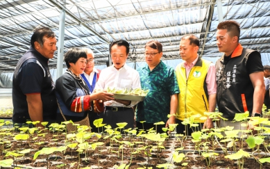 從高山遷至中海拔 嘉義阿里山山葵復育轉型帶動產業升級 期盼「綠金經濟」重拾往日榮光！