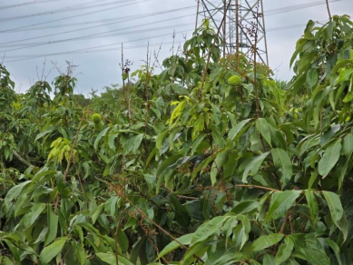 臺南荔枝受低溫影響著果不良 即日起受理現金救助申請