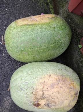 買到爛西瓜｜消費者PO抱怨，鳳榮地區農會答覆：如果西瓜有任何問題，請您私訊留下聯絡方式，我們會立即幫您處理！