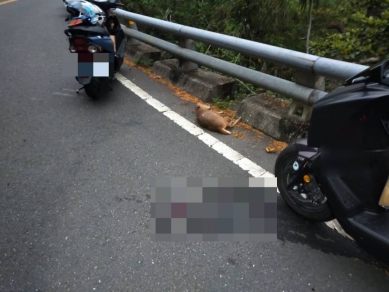 山羌竄出｜台9戊線4.5公里，機車騎士人仰馬翻，山羌掛了、騎士受傷！