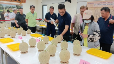 彰化縣「網紋洋香瓜」果品評鑑競賽，永靖農會登場。（照片記者林碧珠攝）