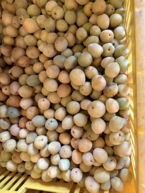 高山梅｜今年最後一批，花蓮櫻田野養生休閒農莊，只有1000台斤，分享價每1台斤50元，再不買就要等明年了！