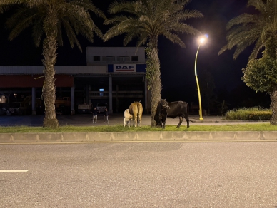 牛牛逛大街｜4隻牛徘徊車道，吉安警迅速排除險象！