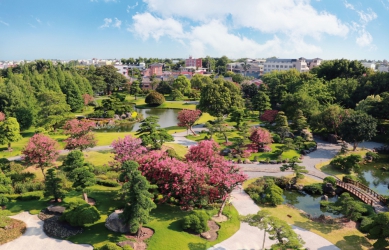 「百日紅紫薇花」，成美文化園盛開。（照片成美提供）