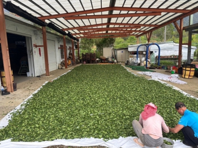 《得獎喜訊》花蓮玉里赤科山天心茶莊，榮獲新北市有機好茶評鑑ㄧ金四銀殊榮！