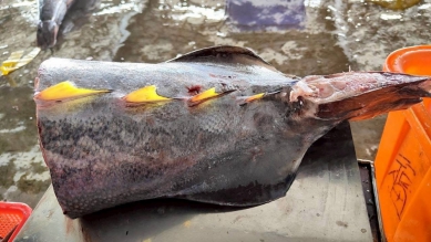 美人膠｜富含膠質，成功鎮阿春水產王俞文：黑鮪魚尾鰭，好好吃！