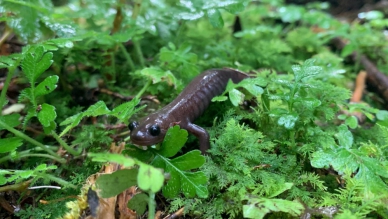 推動臺灣特有種阿里山山椒魚保育 嘉義分署與台灣大哥大簽署合作備忘錄