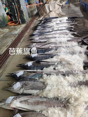 芭蕉旗魚｜東海岸盛產於5至9月，魚肉厚實、油脂適中，現在是最好吃的時候！