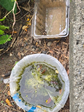 雨後防登革熱高市稽查高風險場域孳生源