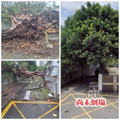 民眾求助之榕樹傾倒事件 黃敬平議員迅速協助處理!