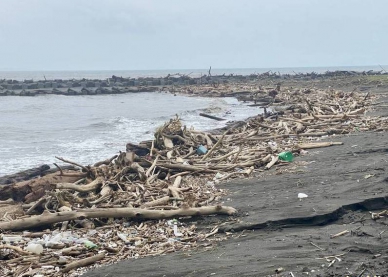 高屏出海口布滿漂流木威脅船隻航行