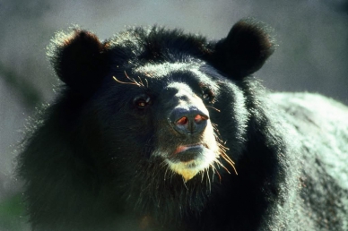 臺灣黑熊現蹤瓦拉米步道入口大約2.6公里處｜玉管處：請在健行或露營時，一定要提高警覺！