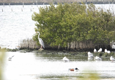 串聯綠網、助力候鳥 最高可領5萬！雲林縣陸上魚塭生態服務受理申請給付「生態薪水」開跑〜