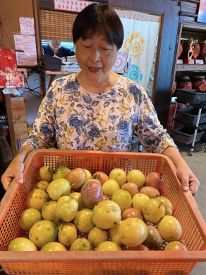 百香果成熟了｜吉安鄉櫻田野養生休閒農莊，嘗鮮正是時候。