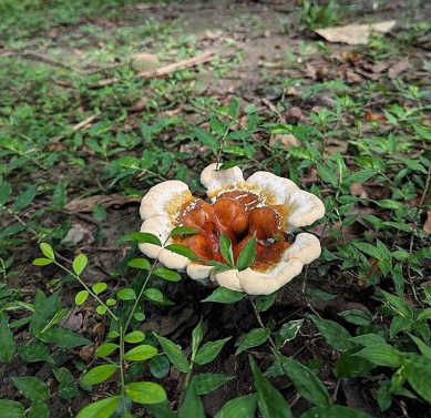 橋頭糖廠社宅事務所前冒出熱帶靈芝