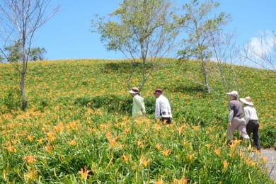 楊柳颱風｜六十石山迎風面折損100公頃採收金針，背風面30公頃留花區折損約兩成，花期可能會提前結束，賞花趁現在！