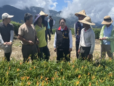 金針菜災損｜楊柳颱風農業天然災害現金救助及低利貸款地區，富里鄉8/18-8/29日受理申請。