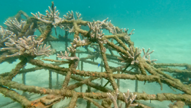 澎管處推動望安海洋生態旅遊，奠基永續觀光發展  澎管處表示本次3場示範遊程，最主要為營造往後持續推廣望安永續觀光的利基，故將持續深化與望安社區及民間業者的合作，帶動業者投入具有地方特色的生態旅遊設計與經營，也鼓勵在地旅遊業者攜手合作，結合海洋生態區推出更多元、有趣且具特色的行程，提升遊程品質與保育意識，建立「遊客也是復育參與者」的理念，推展望安永續共榮的觀光旅遊