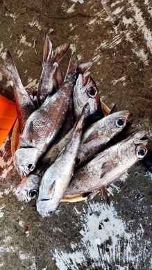 牛眼鯥｜是魚不是牛，眼睛大如牛而得名，成功漁港名產，烤、清蒸、紅燒、生魚片都很好吃！