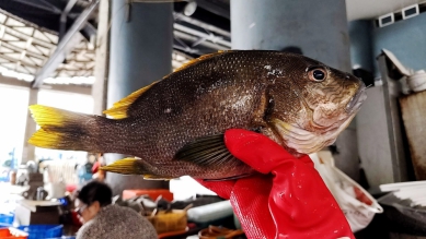 海雞母|高檔的海魚,肉質細緻鮮美,媲美龍蝦肉,一般在高檔的日本料理店才會有的美味!