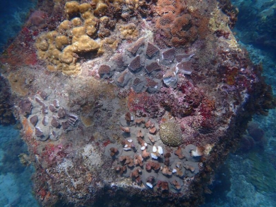 小琉球遊客人數超1.2萬將管制登島