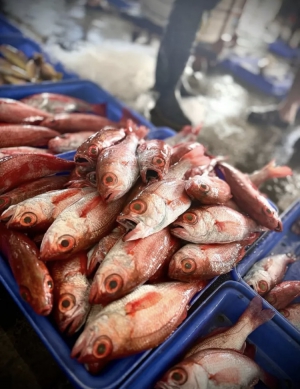 入秋魚兒肥｜順大新港。黑潮海鮮餐廳，物美價廉、生鮮上桌，旅遊成功鎮吃海鮮首選。