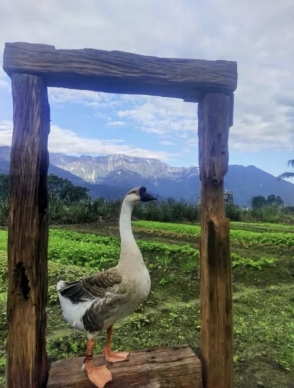 秋高氣爽｜旅遊花蓮趁現在，赤科山、六十石山金針花海，近五年來最佳觀賞時機湧現，食宿安排在吉安鄉櫻田野養生休閒農莊，宜鄉宜市是最佳的選擇。