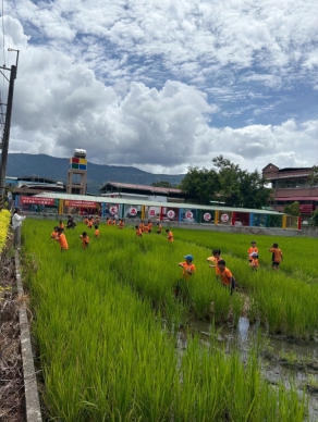 再生稻｜夏季正期稻米收割後，將水稻的根頭保留在田裡，它會自己再發芽、抽穗，等到成熟後就能再次收成；大禹國小食米學園紀錄，認識再生稻的田間管理。